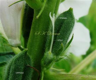  Pistil
